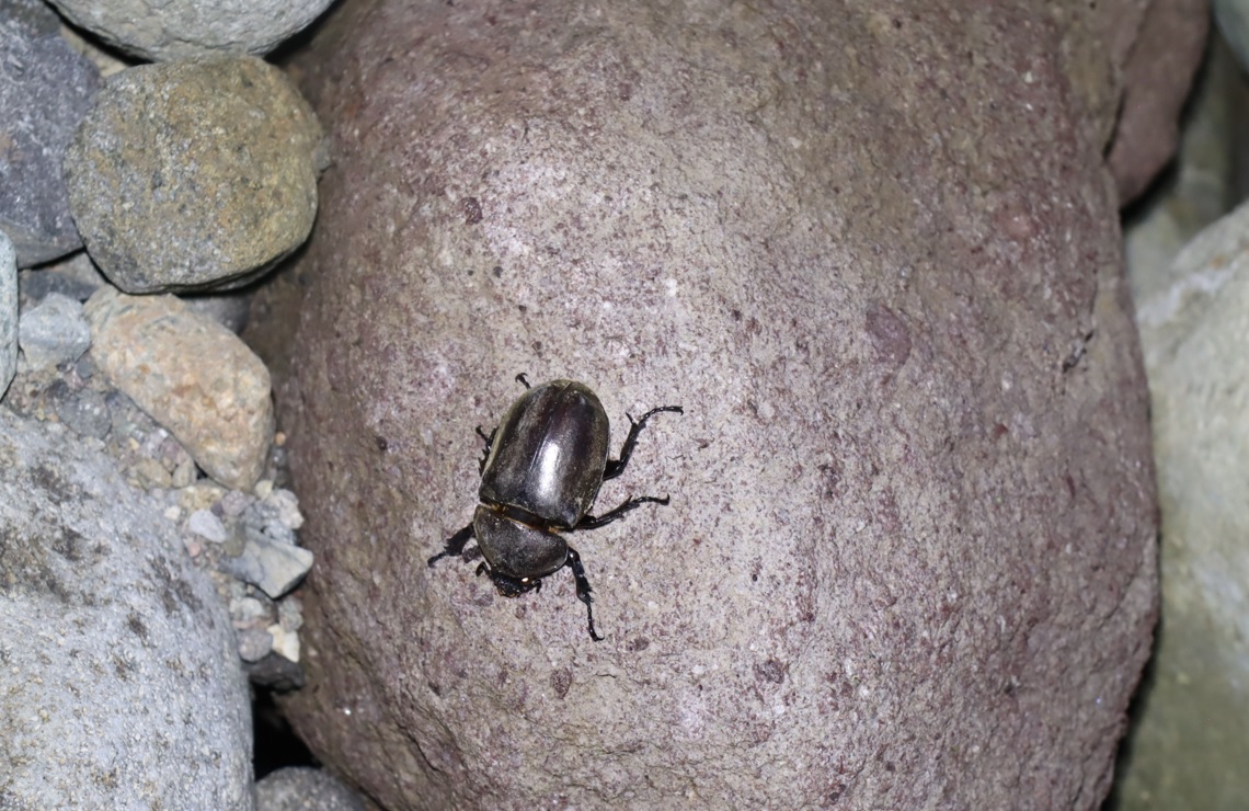 妙高高原・関川 河原のヤナギ林 丸石の上にカブトムシの雌 2021年8月26日19時20分頃 気温28度